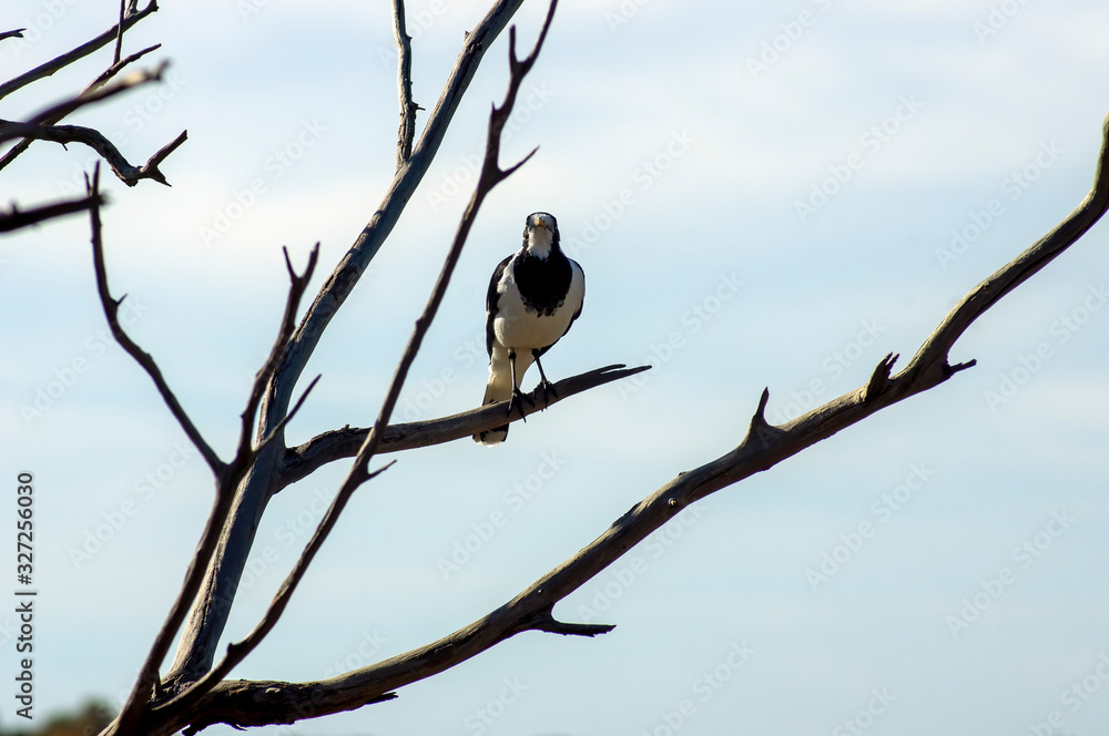 Magpie-Lark at the Australian Arid Lands Botanic Garden, Port Augusta, South Australia, Australia