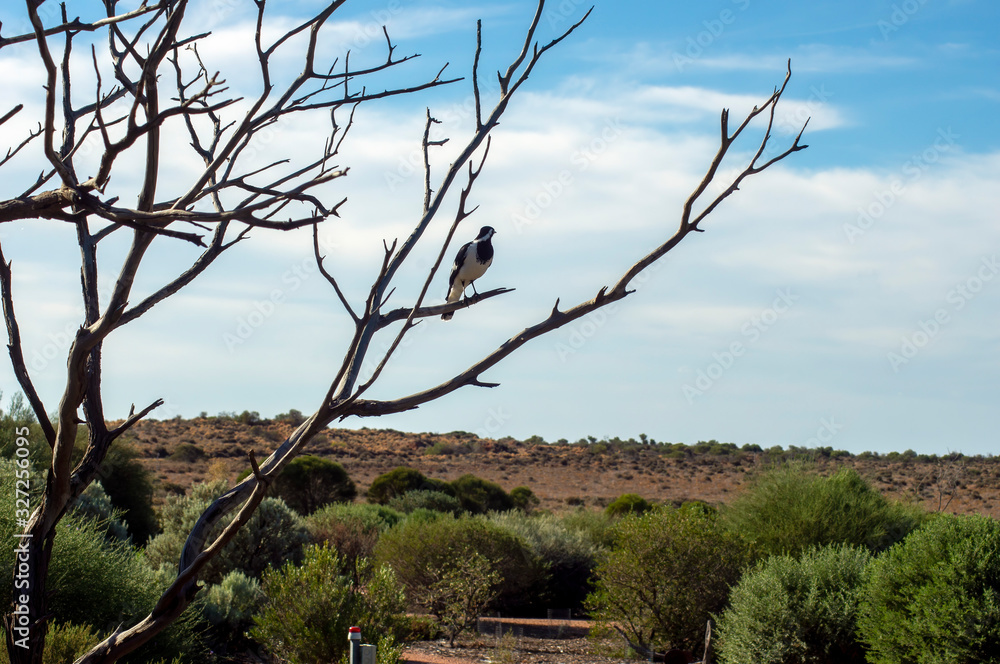 Magpie-lark in bare tree, Australian Arid Lands Botanic Garden, Port Augusta, South Australia, Australia Magpie-lark in bare tree, Australian Arid Lands Botanic Garden, Port Augusta, South Australia, Australia