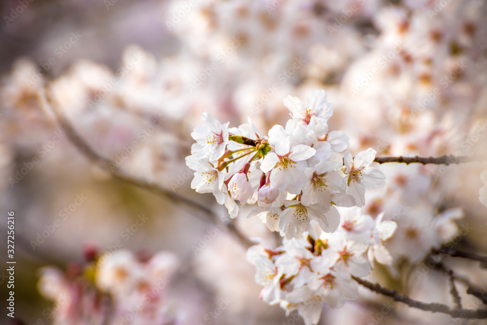 桜の花　春イメージ