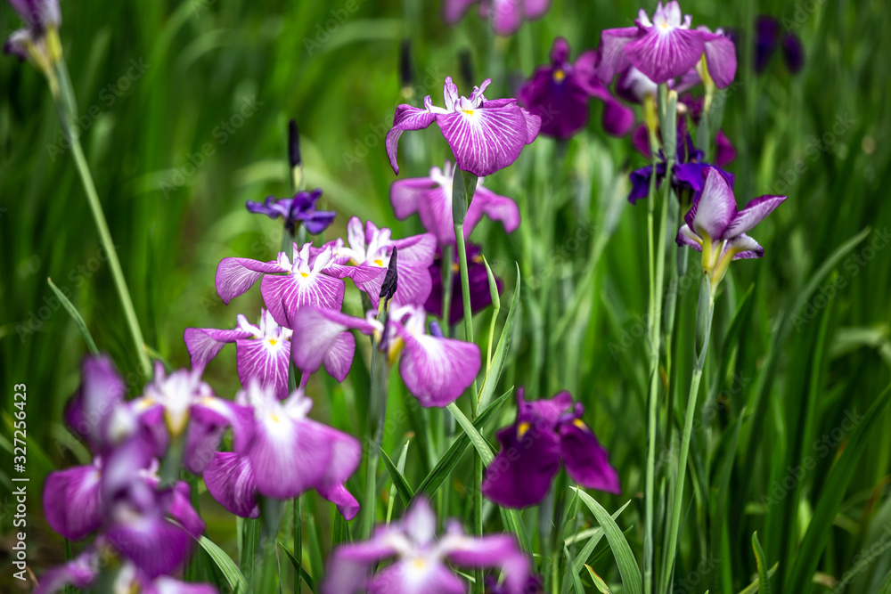 花菖蒲 初夏イメージ 花菖蒲 初夏イメージ