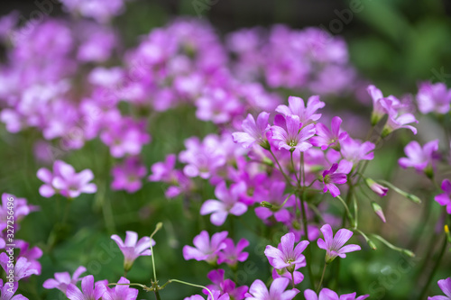 ムラサキカタバミの花 © TOMO
