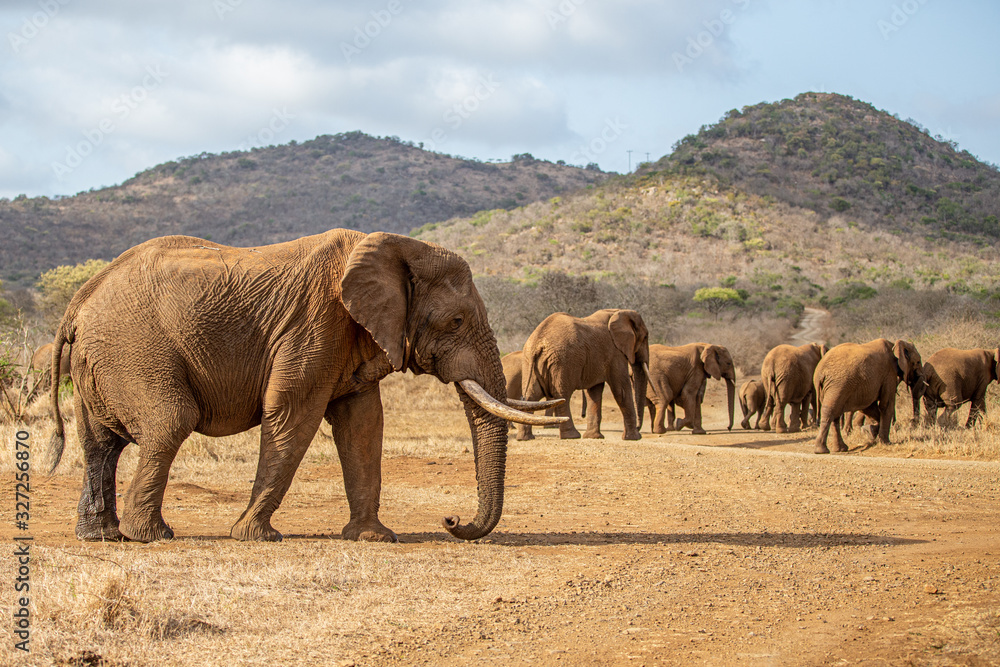 Fototapeta premium Elephant herd crossing the savannah