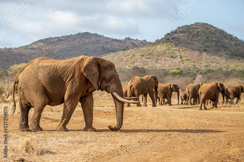 Elephant herd crossing the savannah
