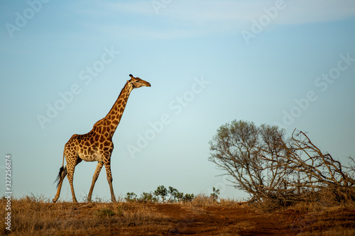 Giraffe crossing the savannah