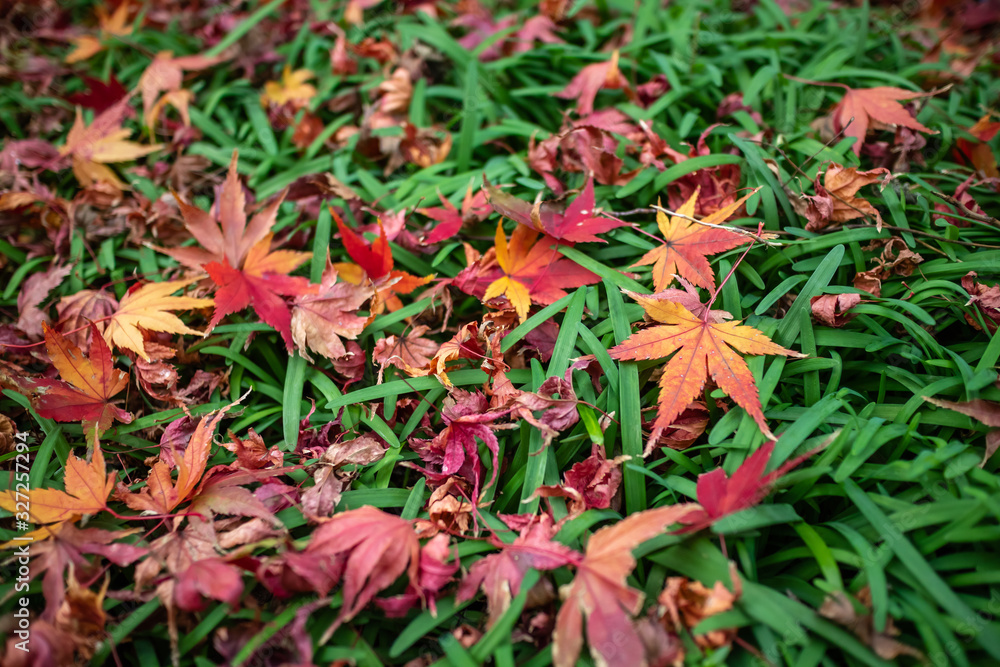 紅葉　和風な秋のイメージ