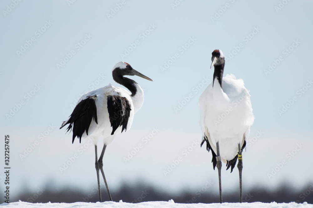 Obraz premium Pair of red-crowned cranes in Tsurui village