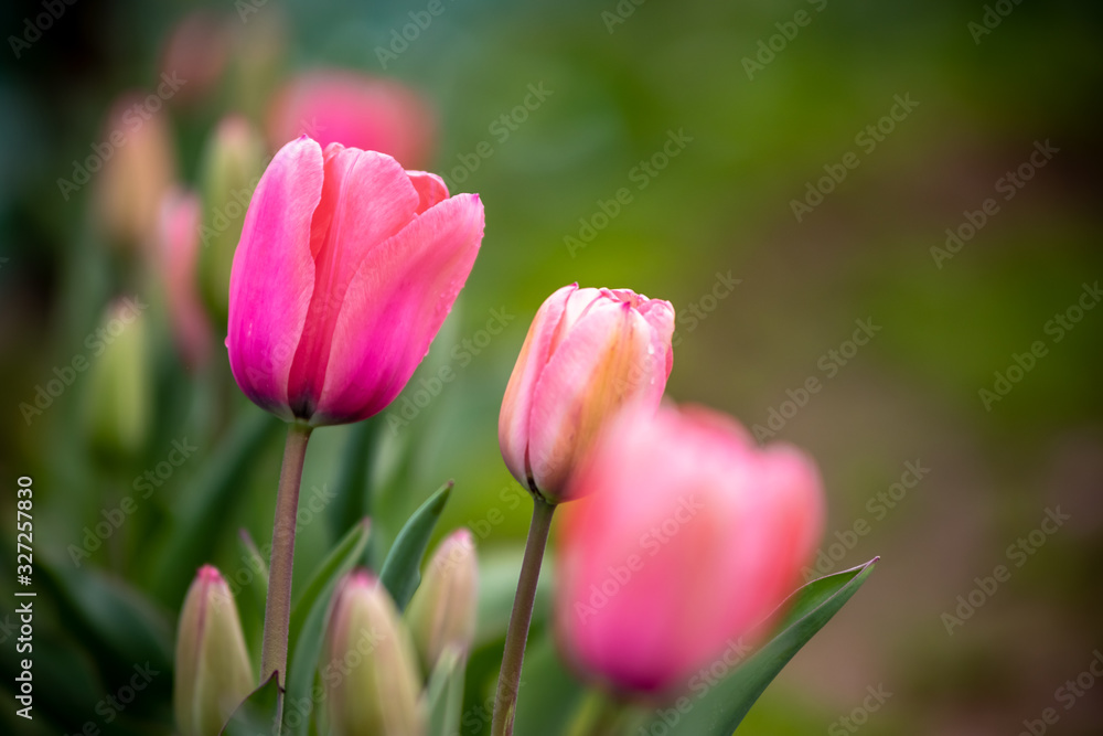 チューリップの花　春イメージ