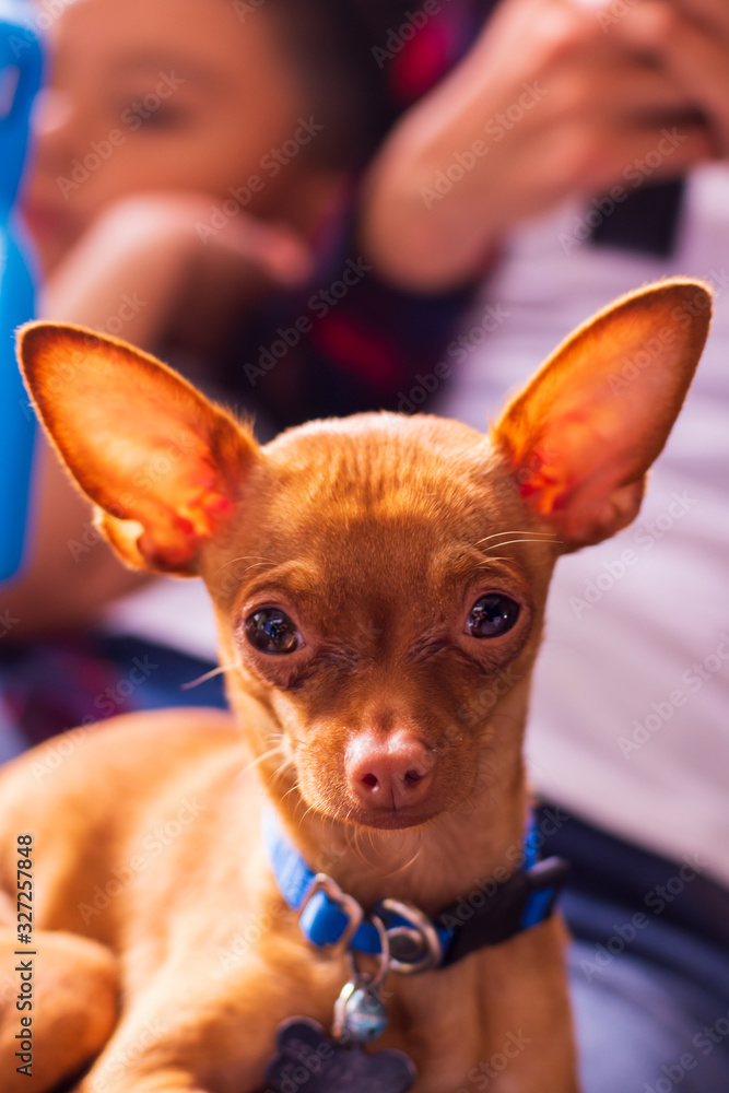 Portrait of an adorable chihuahua dog Portrait of an adorable chihuahua dog