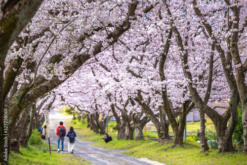 桜のアーチ 春のイメージ