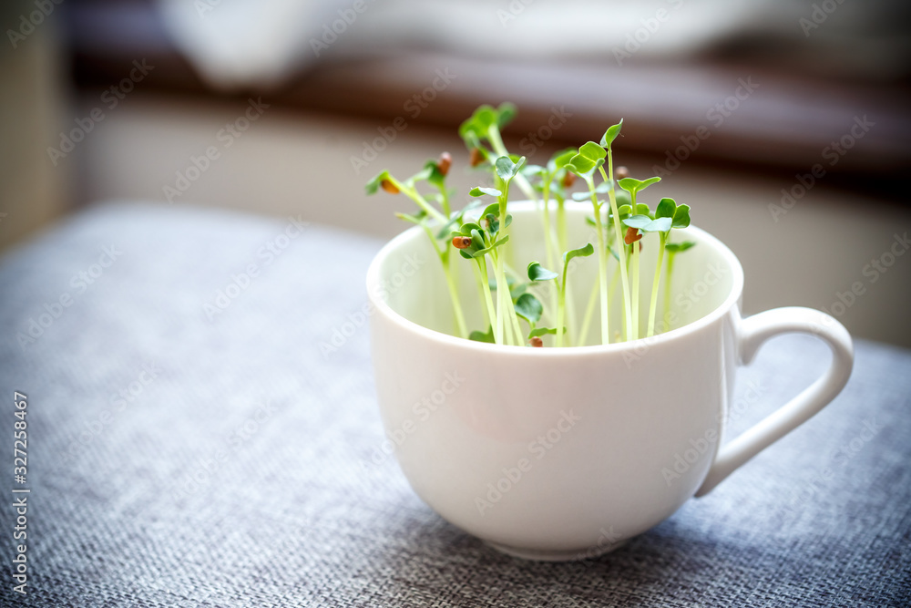 かいわれ大根 屋内栽培 おしゃれ Stock 写真 Adobe Stock