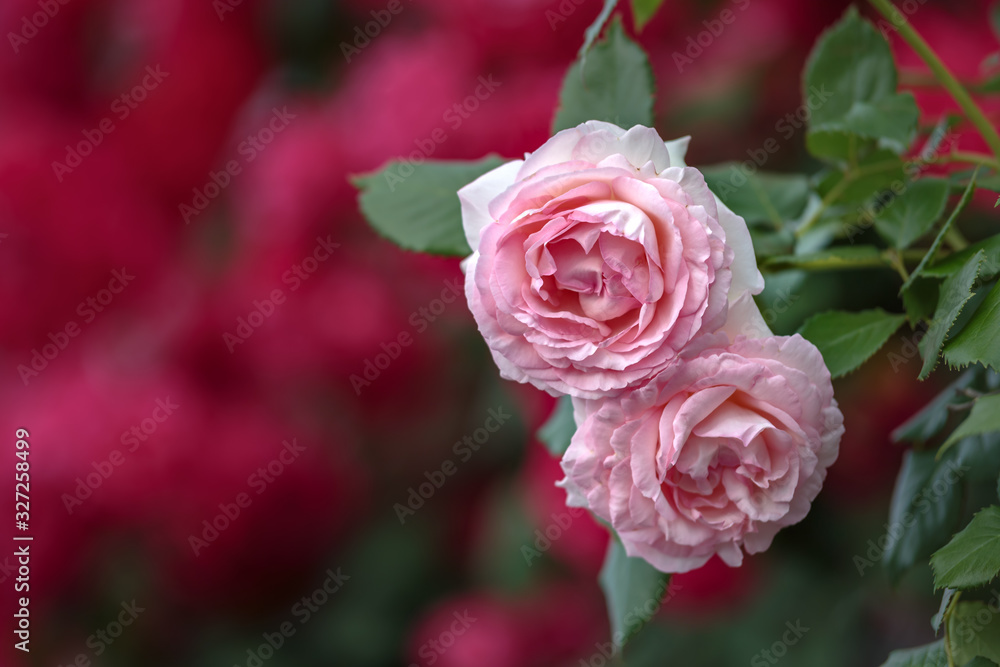 バラの花 バラの花
