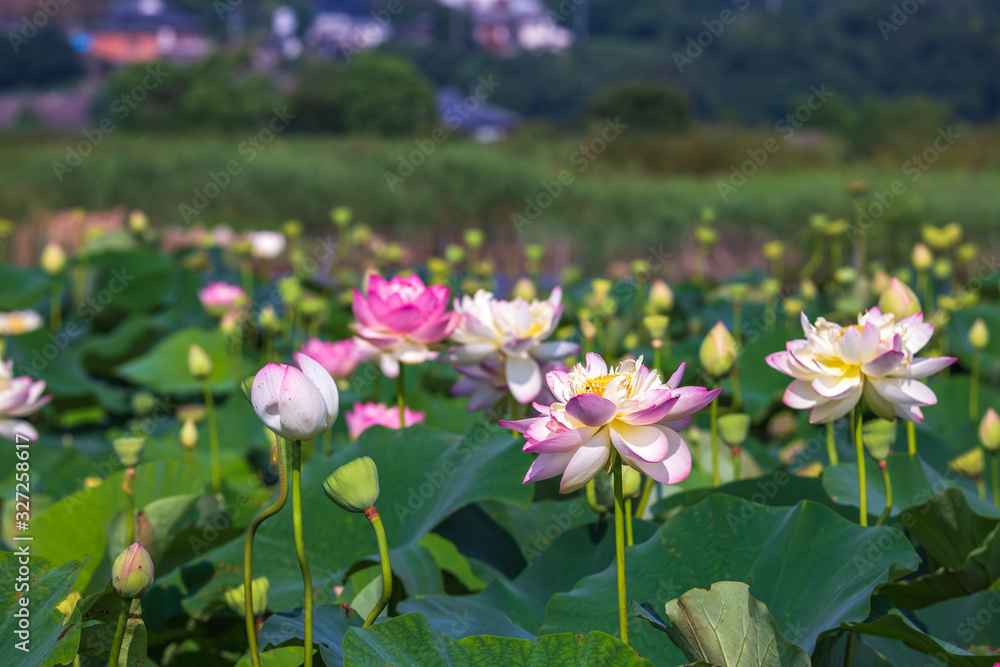 蓮の花　初夏イメージ