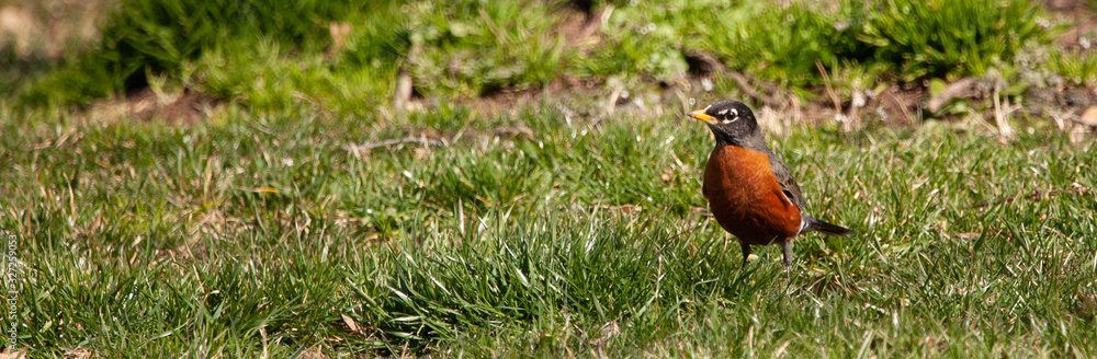 Obraz premium American Robin