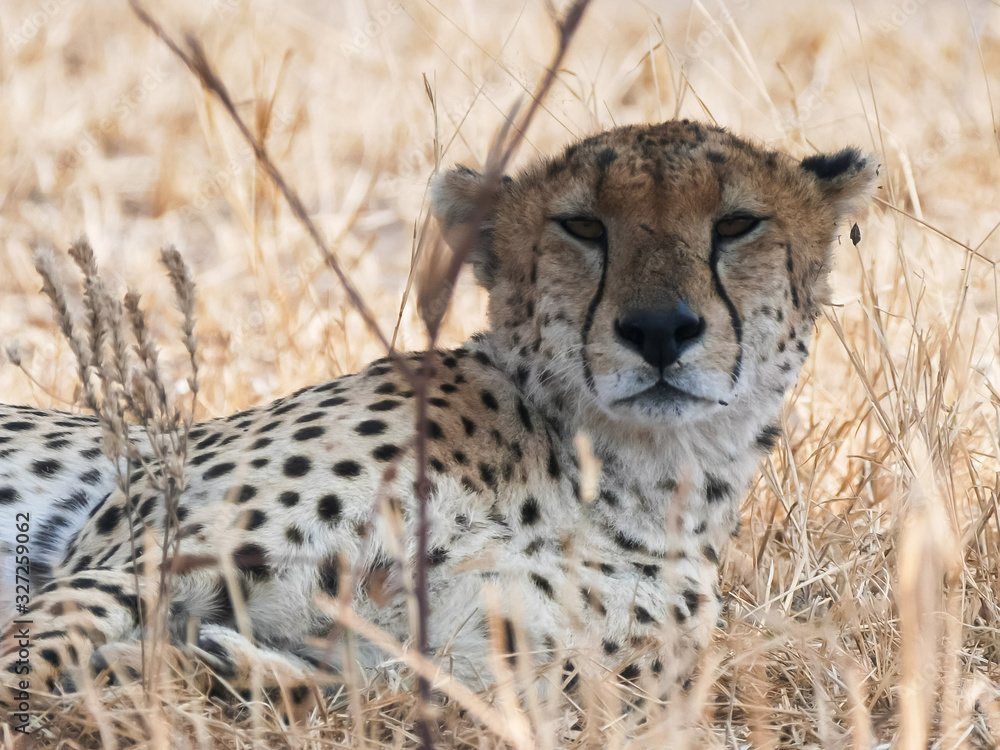 a sleepy cheetah laying down at tarangire a sleepy cheetah laying down at tarangire