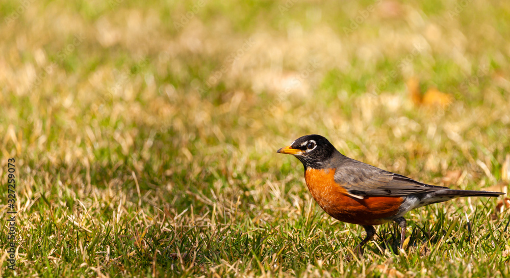 American Robin American Robin