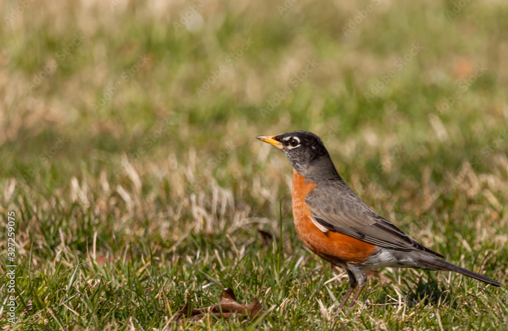American Robin