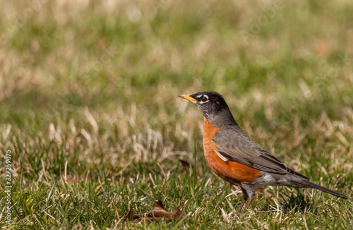 American Robin