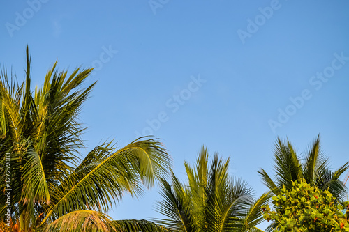 Palm top with large leaves with sky at background at sunset