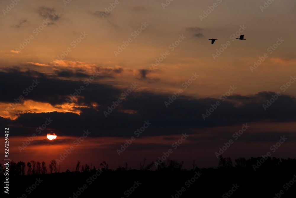 Sunset, cloudy sky with parts of intense orange color and a pair of birds flying