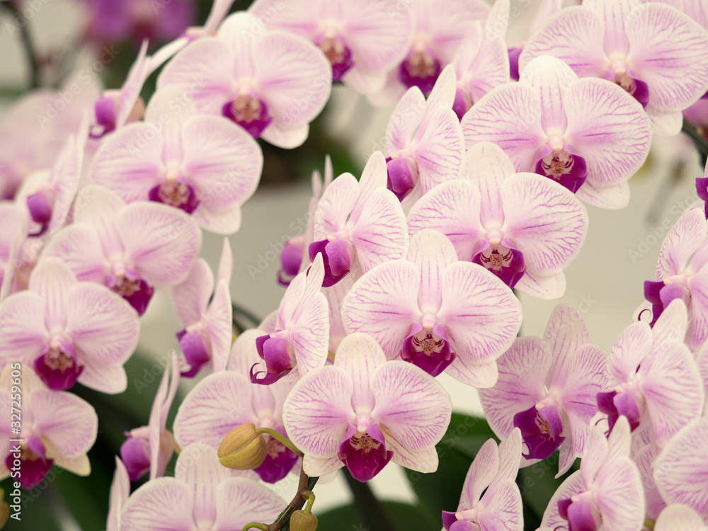 Fototapeta premium コチョウラン