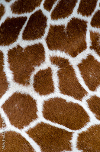 Giraffe skin close up