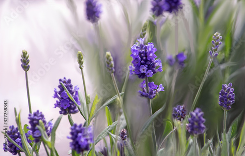 Close up of lavender blossoms