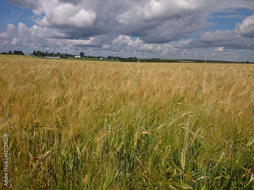 field of wheat