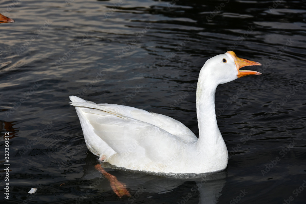 Naklejka premium Wildlife Portrait And Nature Landscape