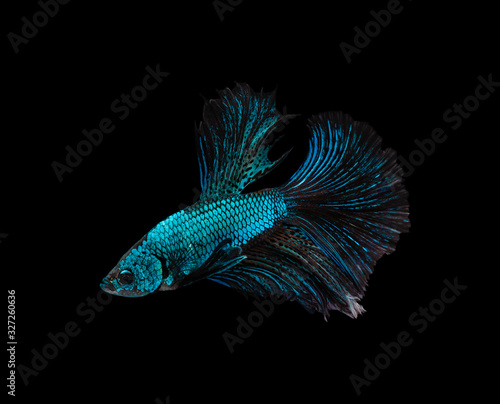 Blue and brown half moon Siamese fighting fish isolated on black background photo