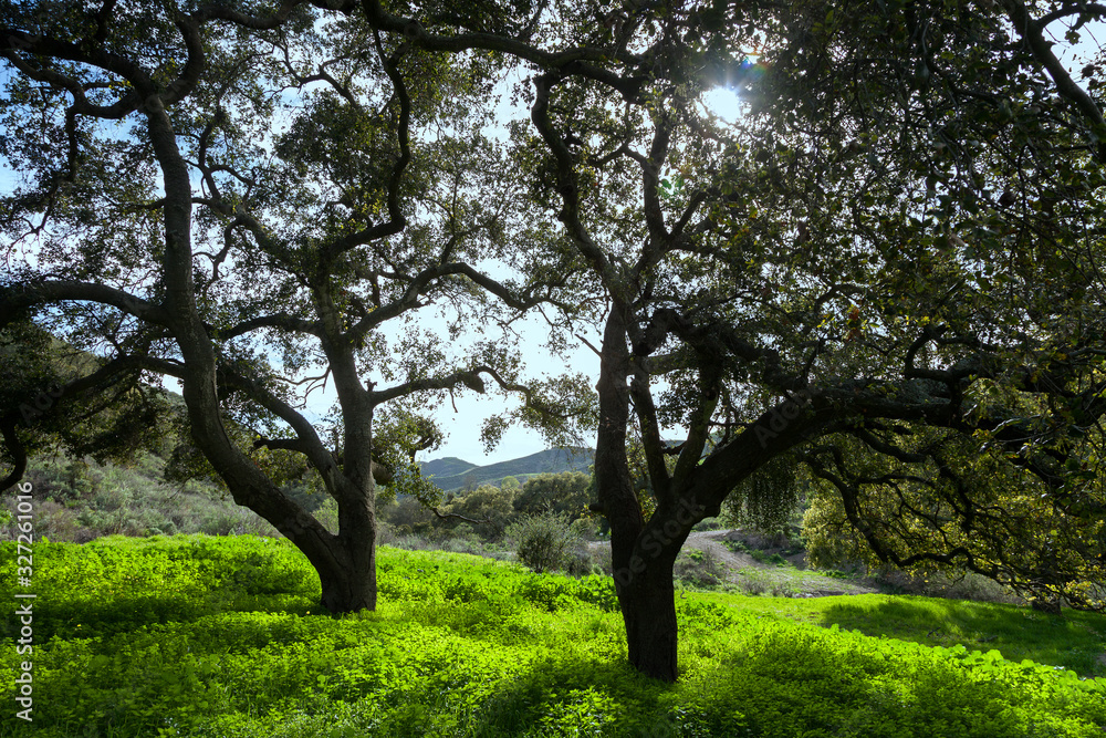 Obraz premium Two Trees on Green Hillsides