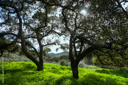 Two Trees on Green Hillsides