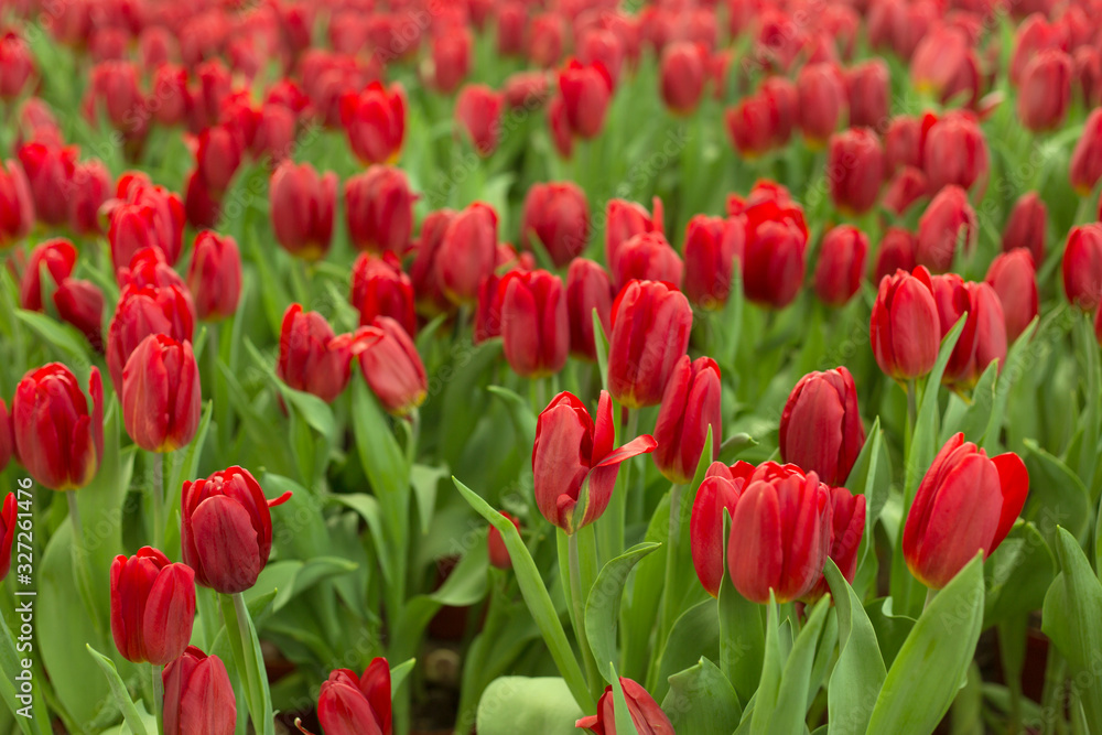 Red tulips field beautiful spring background. Red tulips field beautiful spring background.