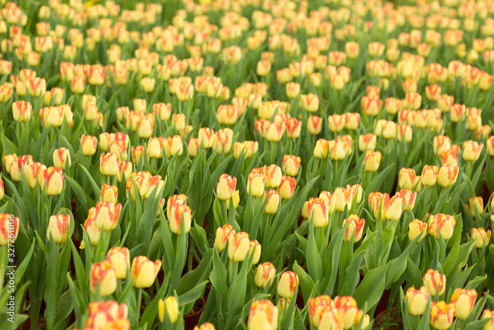 Yellow and pink tulips fild. Spring blur background. Yellow and pink tulips fild. Spring blur background.