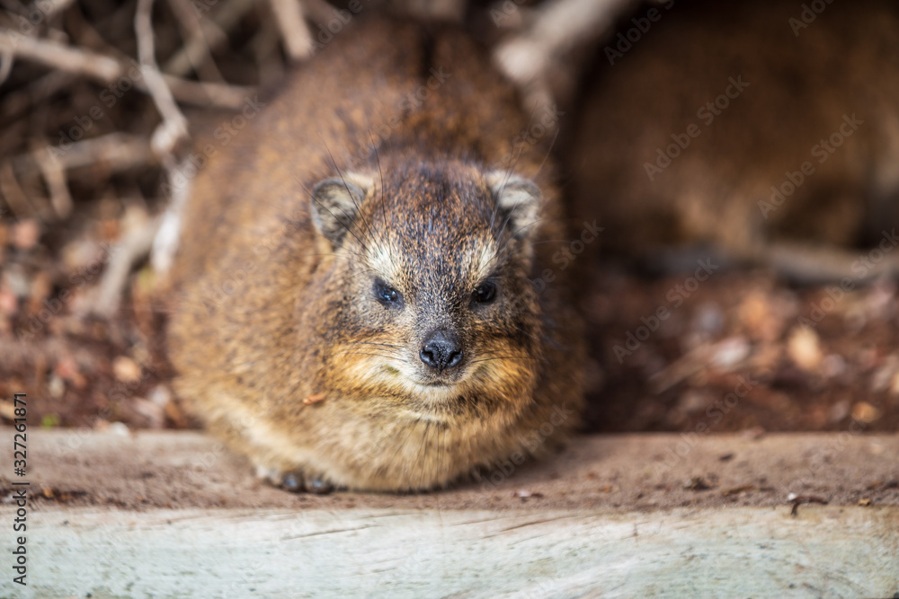 Naklejka premium A cute Hyrax sitting on wooden fence. Cap Town, South Africa