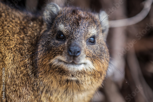 Portrait of a cute Hyrax. Cap Town, South Africa