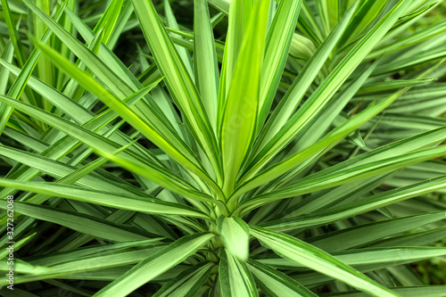 Close up yucca plant. Green grass background. photo