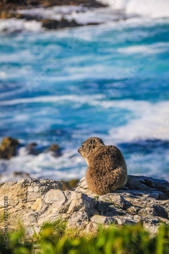 A cute Hyrax sitting on top of a cliff in Hermanus, South Afrca photo