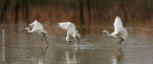 Composition of a sequence of flying bird catching fish in lake, Great white egret fly over water and catch fresh fish like walking on water. photo