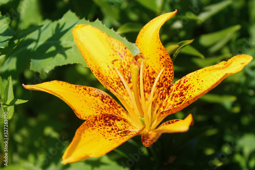 Orange lily flowers against the background of dark green grass.Beautiful abstract pattern with red orange lily . Nature floral background. Beautiful arrangement.