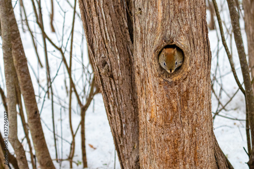 Red squirrel emerges from hole in hollow tree