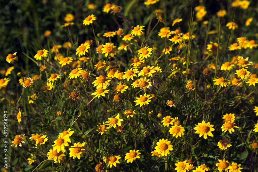 Yellow Sun Burst Wildflowers in Green Vegetation