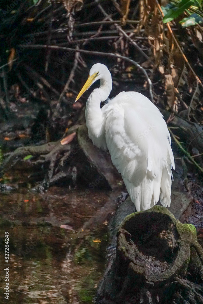 Celestun, Yucatan, Mexico: A Snowy egret - Egretta thula - in the mangroves at the Celestun Biosphere Reserve. Celestun, Yucatan, Mexico: A Snowy egret - Egretta thula - in the mangroves at the Celestun Biosphere Reserve.