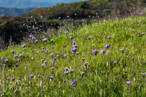 Purple Wildflowers on Green Hillside