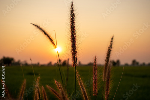 The sunset on the meadow.Sunset rural farm meadow horizon view.