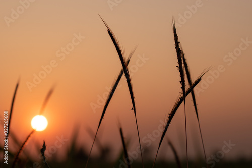 The sunset on the meadow.Sunset rural farm meadow horizon view.