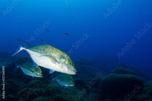 Reef fish from Revillagigedo archipelago. Mexico.