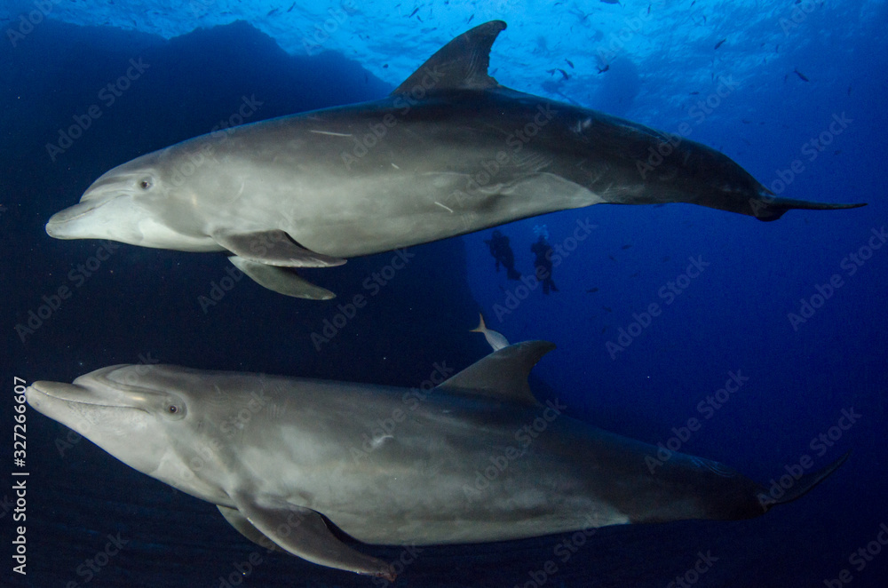 Fototapeta premium Dolphins in el boiler, revillagigedo archipelago, Mexico.