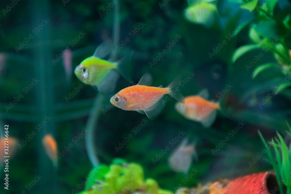 Obraz premium Colorful fish