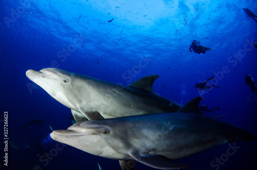 Dolphins in el boiler  revillagigedo archipelago  Mexico.