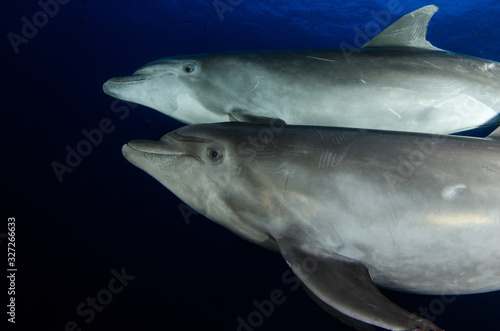 Dolphins in el boiler  revillagigedo archipelago  Mexico.